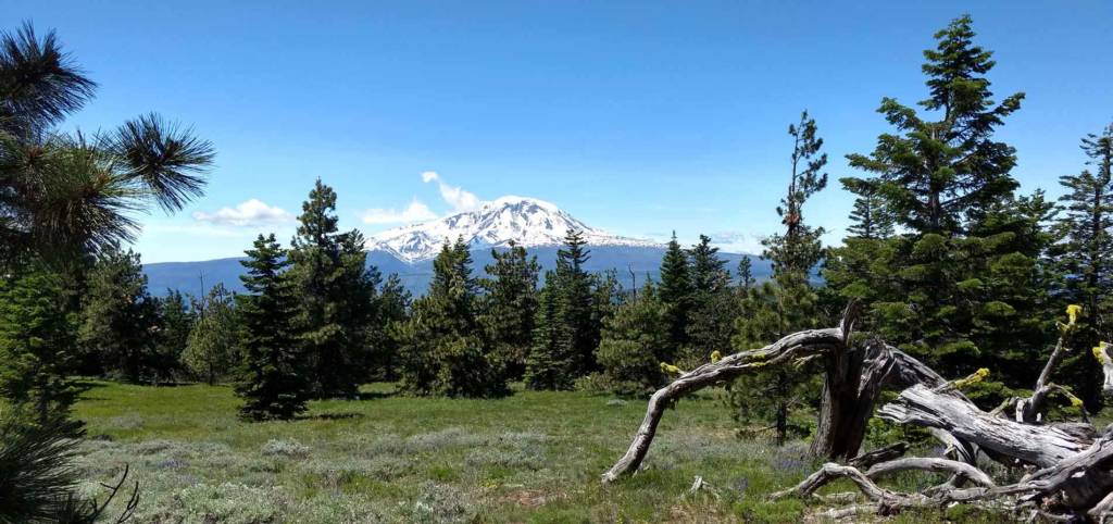 Yakama Forest Products Log Yrd logo