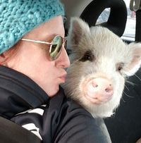 Pigture Perfect Rescue & Sanctuary logo