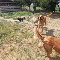 Barking Barnyard Dog Boarding logo