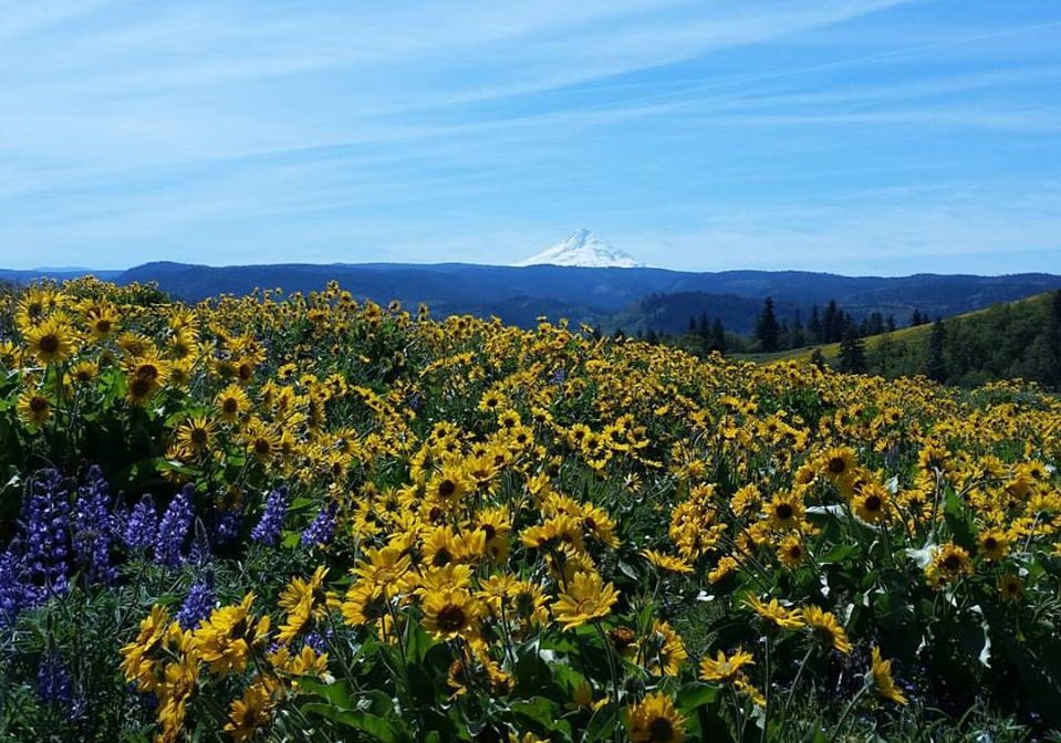 rebalance environmental logo