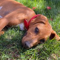 Meadow Springs Country Club logo