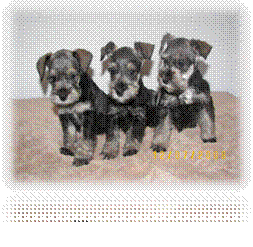 Wilson's Akc Mini Schnauzers logo