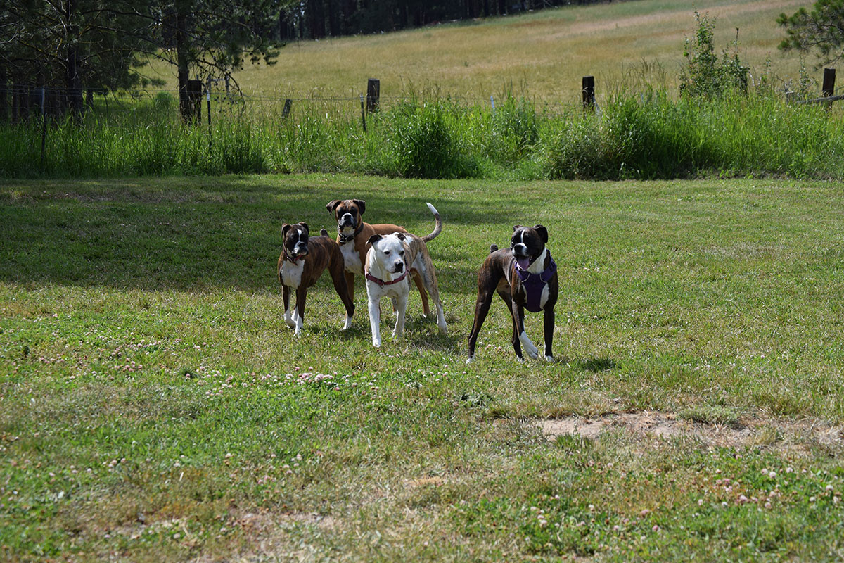 Bord & Pillar Pet Resort & Spa logo