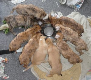 Okandogs Dog Rescue logo