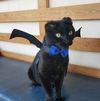 Mt Stuart Animal Hospital logo